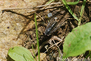 Tabanus bovinus